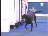 Pet Star: Basil the host