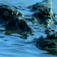 Killer Clips: Crocodile Devours Goose