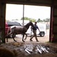 Animal Cops Houston: Horse Shoes