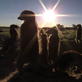 Meerkat Manor: Mobs at War