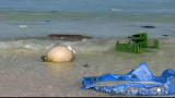 Focus Earth 2: Pacific Plastic, The Garbage Patch