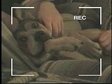 Who Gets the Dog: Tucker