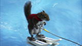 Most Outrageous: Water Skiing Squirrel