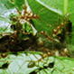 Jaws and Claws: Ants
