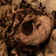 Animal Witness: Bug Room