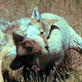 Killer Clips: Coyote Takes Down Sheep