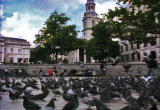 What's To Love: Pigeons