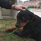 Animal Cops Houston: Rescued Rottweiler