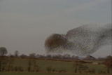 Weird True & Freaky: Starling Invasion Down Under