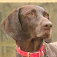 Breed All About It: German Shorthaired Pointer