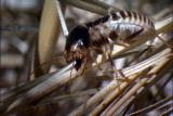 Nature's Most Amazing Events: Harvester Termites
