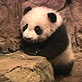 Panda Update: Tai Shan's Keeper