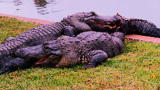 Untamed and Uncut: Alligator Battle