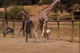 Growing Up Giraffe: Giraffe Pregnancy