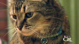 Housecat Housecall: Jai Jai