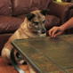 Petfinder: How and Why to Crate Train