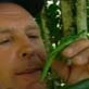 Buggin' With Ruud: A Tasty Little Bugger