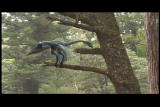 Mammals Vs. Dinos: First Birds
