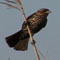 Animals: Feathered Family Problems