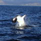 Killer Clips: Great White Attacks Seal