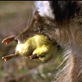 Planet Earth: Plains: Gosling Feeding