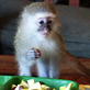 Dirty Jobs: Monkey