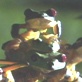 Planet Earth: Jungles: Tree Frogs