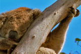 Fooled by Nature: Koala's Diet