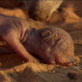 Meerkat Manor: A Very Rare Birth