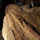 Dinos: Becoming a Dinosaur Mummy