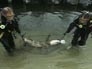 Discoveries This Week: Underwater Forensics