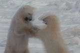 Planet’s Best: Polar Bear Capital