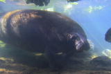 Planet's Best: Homosassa Springs Wildlife