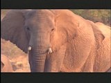 Austin Stevens: Desert Giants