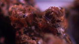 Monsters Inside Me: Bedbugs, Food and Sex