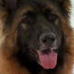 Dogs 101: German Shepherd