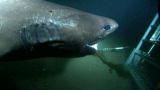 Shark Week: Six Gill Shark