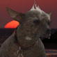 World's Ugliest Dog : Ugly Dancing Dogs