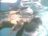 Air Jaws: Air Jaws: Great Whites Go Airborne