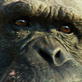 Escape to Chimp Eden: Sanctuary Tour