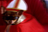 Planet's Best: Key West Dog Parade