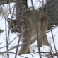 Survival Zone: Snow: Mountain Predators
