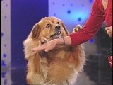 Pet Star: Sneeze Eugene