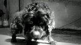 Underdog to Wonderdog: Brownie's Transformation