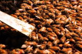 G Word: More Bees Please