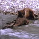 Killer Clips: Grizzly Bear vs. Caribou : Video : Animal Planet