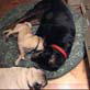 Bissell Pet Games Week 7: PUGNACIOUS PUG PUPPY