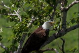 Get Out There: Bald Eagle