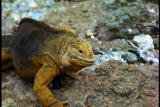 100 Greatest Discoveries Shorts: Natural Selection