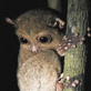 Quest: Expedition Borneo: High Tech Tool Gets the Goods